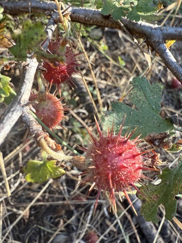 Sierra Gooseberry