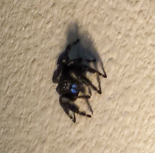 Bold Jumping Spider