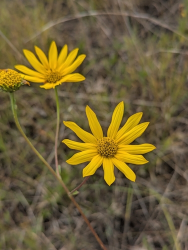 Helianthus occidentalis, photograph 5