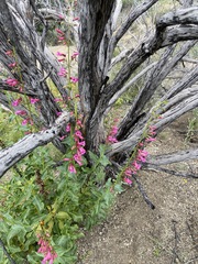 Penstemon × parishii