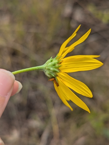 Helianthus occidentalis, photograph 6