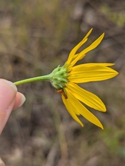Helianthus occidentalis, photograph (c) Skyler Principe, some rights reserved (CC BY)