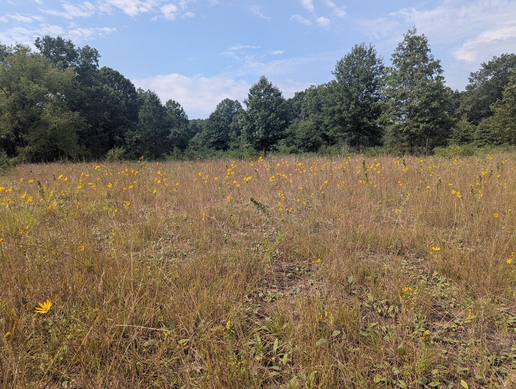 Helianthus occidentalis; photograph (c) Skyler Principe, some rights reserved (CC BY)