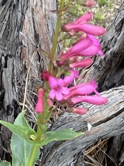 Penstemon × parishii
