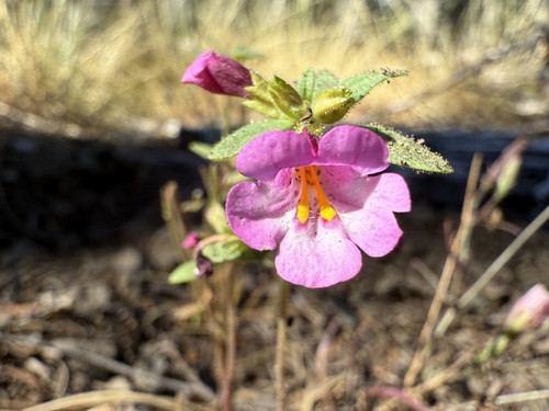 Torrey's monkeyflower