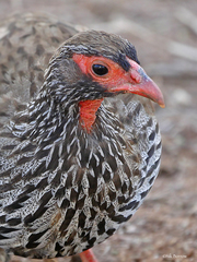 Pternistis afer melanogaster