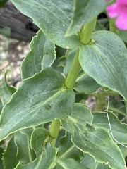 Penstemon × parishii