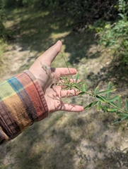 Desmodium sessilifolium