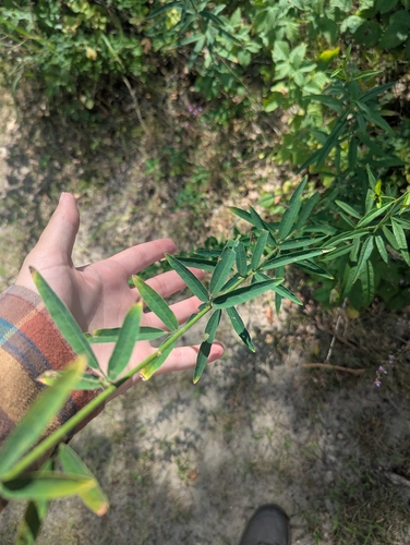 Desmodium sessilifolium, photograph 2