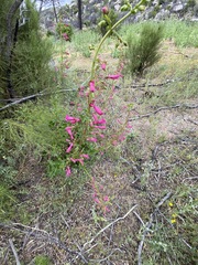 Penstemon × parishii
