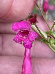 Penstemon × parishii