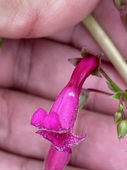 Penstemon × parishii