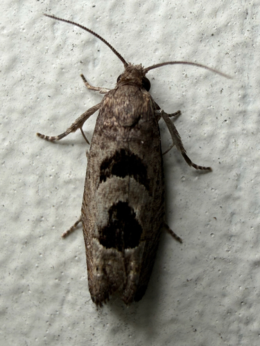 Aster-head Eucosma Moth (Eucosma tomonana)