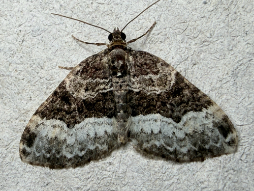 American Sharp-angled Carpet (Euphyia intermediata)