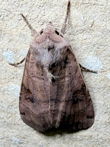 Smith's Dart (Xestia smithii)
