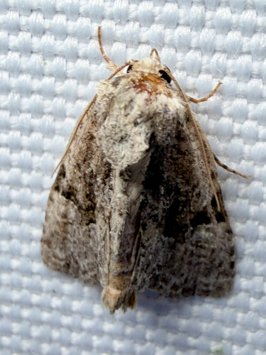 Black-banded Brocade (Oligia modica)