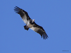 Trigonoceps occipitalis