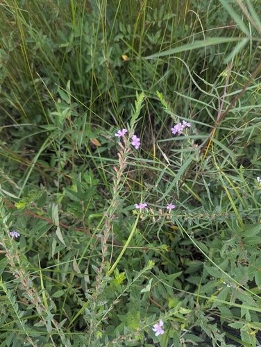 Lythrum alatum, photograph 4