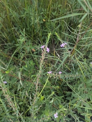 Lythrum alatum, photograph (c) Skyler Principe, some rights reserved (CC BY)