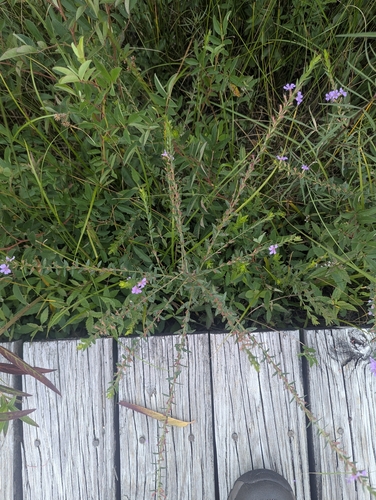 Lythrum alatum, photograph 5