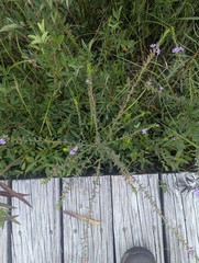 Lythrum alatum, photograph (c) Skyler Principe, some rights reserved (CC BY)