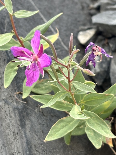 Dwarf Fireweed