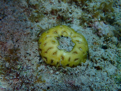 Favia fragum observed 2026-08-24