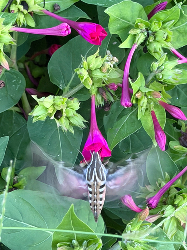 White-lined Sphinx