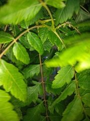 Koelreuteria paniculata