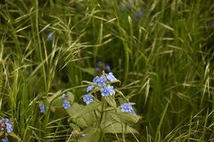 Pentaglottis sempervirens