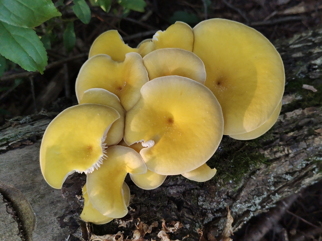 Golden Oyster Mushroom · August 2026 · photo: Photo: (c) Cheryl Stinchcomb, some rights reserved (CC BY) · iNaturalist