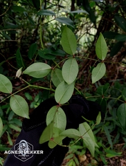 Zanthoxylum nitidum, photograph author not stated, no rights reserved