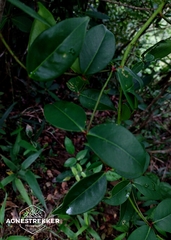 Zanthoxylum nitidum, photograph author not stated, no rights reserved