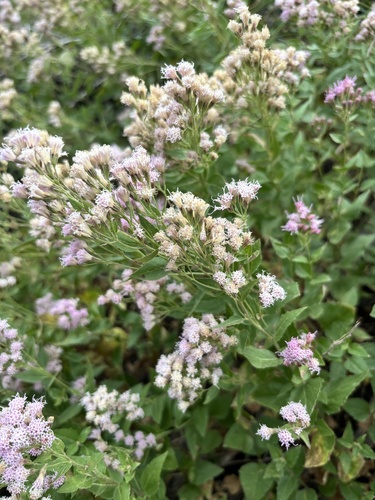 Western Snakeroot