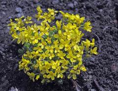 Draba bruniifolia