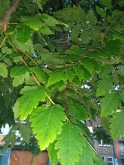 Koelreuteria paniculata