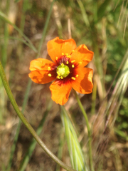 Papaver heterophyllum