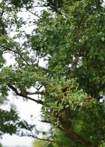 common hawthorn
