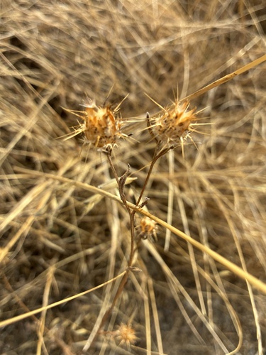 Centaurea melitensis