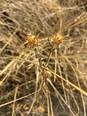 Centaurea melitensis