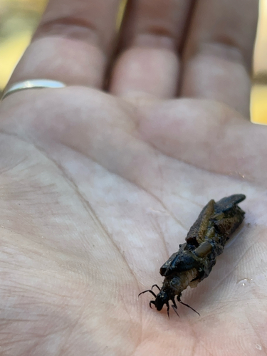 iNaturalist observation photo of Winged and Once-winged Insects