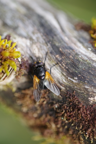 Noon Fly