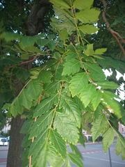Koelreuteria paniculata
