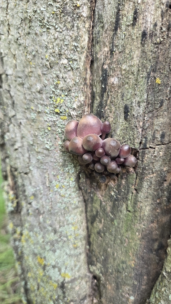 Bleeding Fairy Helmet · August 2026 · photo: Photo: (c) Carter Ertel, some rights reserved (CC BY) · iNaturalist