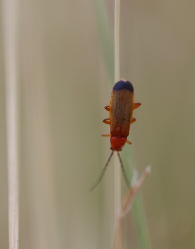 Common Red Soldier Beetle