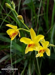 Spathoglottis pubescens