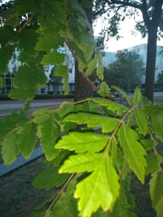 Koelreuteria paniculata