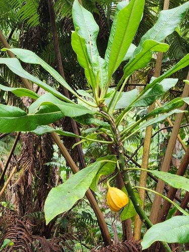 Clermontia hawaiiensis observed 2026-08-25
