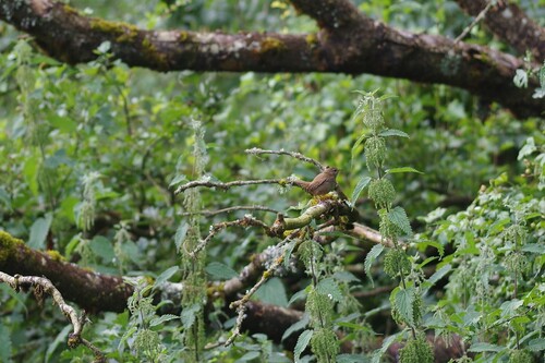 Eurasian Wren