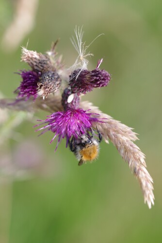 Common Carder Bumble Bee